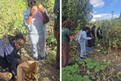 Green Project Harvest